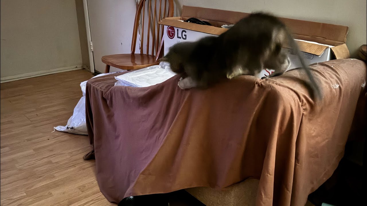 Allergies, COPD, Asthma & Pets.