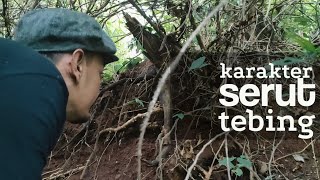 Berburu bahan bonsai di alam, melimpah pohon serutnya