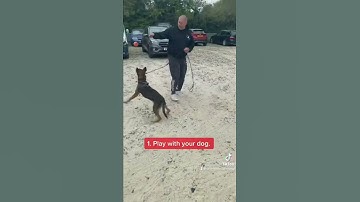 How To Stop Leash Reactivity