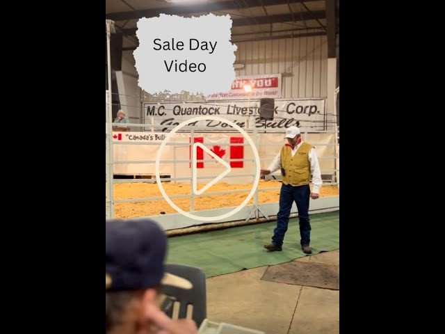 2023 Sale Day Video - M.C. Quantock "Canada's Bulls" Bull Sale - Jan 28th