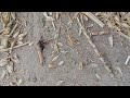 Small Ants vs. Giant Prey(predation) #photography #nature #insects 