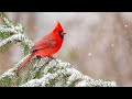 Relaxing music relieves stress with nature sounds  stop anxiety  depression  soul healing 5