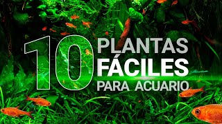 10 Plantas FÁCILES para ACUARIOS | Ideales para principiantes