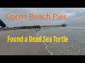 Dania Beach Pier and Beach Cam - YouTube