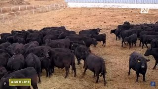 видео: Ангус тұқымының артықшылығы неде? | AgroLife картинка: Ангус тұқымының артықшылығы неде? | AgroLife