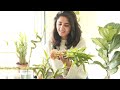 My secret to grow healthy lucky bamboo indoors  propagate easily