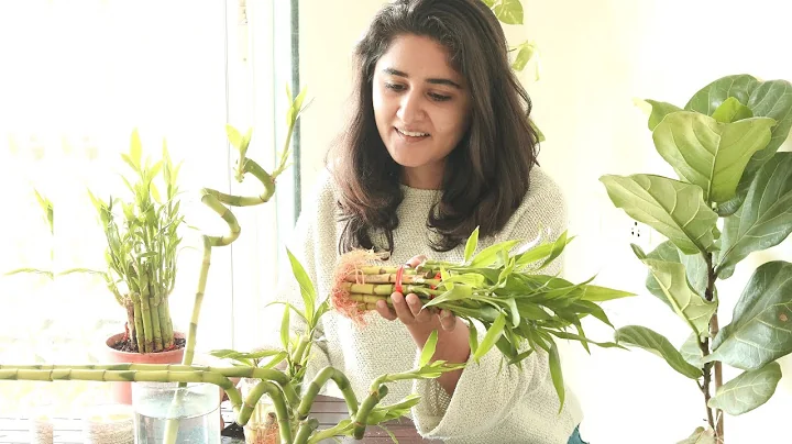 My Secret to Grow Healthy Lucky Bamboo Indoors & Propagate Easily - DayDayNews