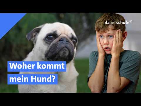 🐕 Hundezucht: echt süß oder Qual total? | Erklär's mir | planet schule | ARD