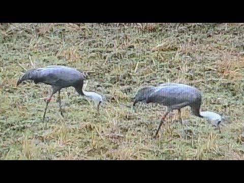 ６年ぶりに行われたナベヅルの放鳥