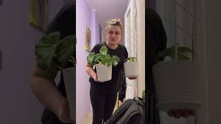 Квітииииии…ліс-квітів 🤪🤪🤪 А ви теж так любите їх?🤨)) @viktoriya.gera2284  #квіти
