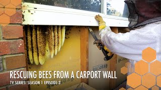 The Walls are Crawling  Bees stuck in a garage wall | The Bush Bee Man TV Series: Season 1 Ep 3