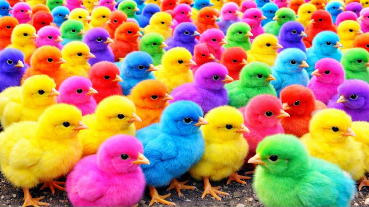 Ayam rainbow lucu, ayam warna warni, ayam rainbow, kelinci lucu, bebek lucu, hamster lucu hewan lucu
