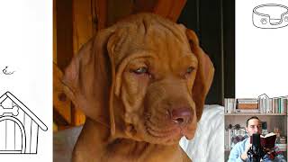 Vizsla Dog. Temperament, price, how to choose, facts, care