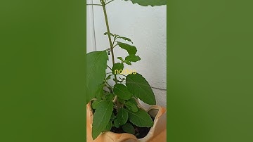 what is nodes internodes buds||nodes and internodes||