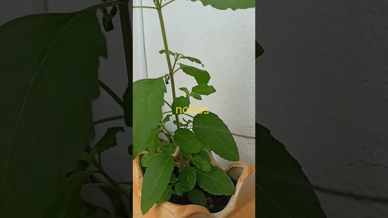 what is nodes internodes buds||nodes and internodes||