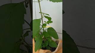 What Is Nodes Internodes Budsnodes And Internodes