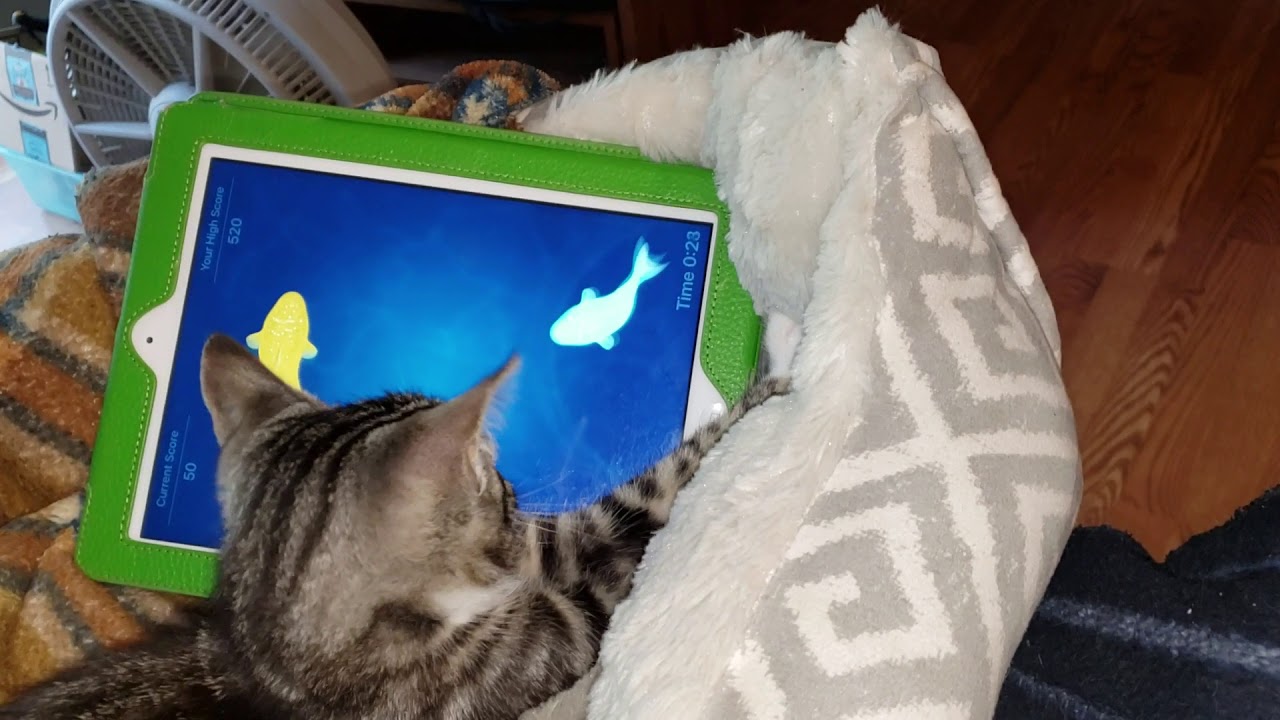 Schatzi with Friskies cat fish game YouTube