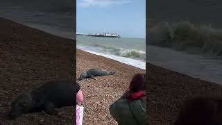 Celebrity Never Seen A Seal in #brighton beach #seals #animals Profile