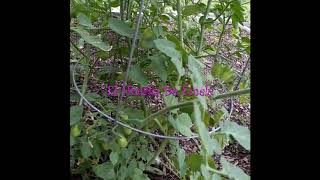 Cosechando mis Tomates en mi Huerto Orgánico