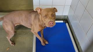 acs A683370