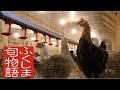ふくしま旬物語　会津地鶏　～まごころを込めて育む、滋味の極み～