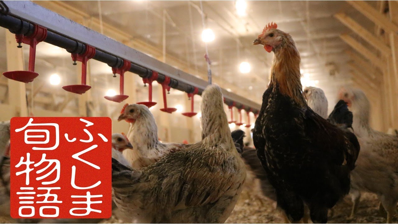 ふくしま旬物語　会津地鶏　～まごころを込めて育む、滋味の極み～