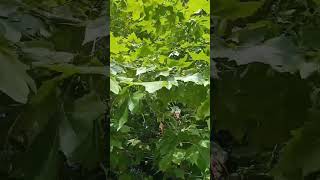 Fuentes naturales Galicia