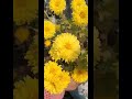 Chrysanthemum beauty#garden #flowers #gardening #viral #youtubeshorts #youtube #ytshorts #yt