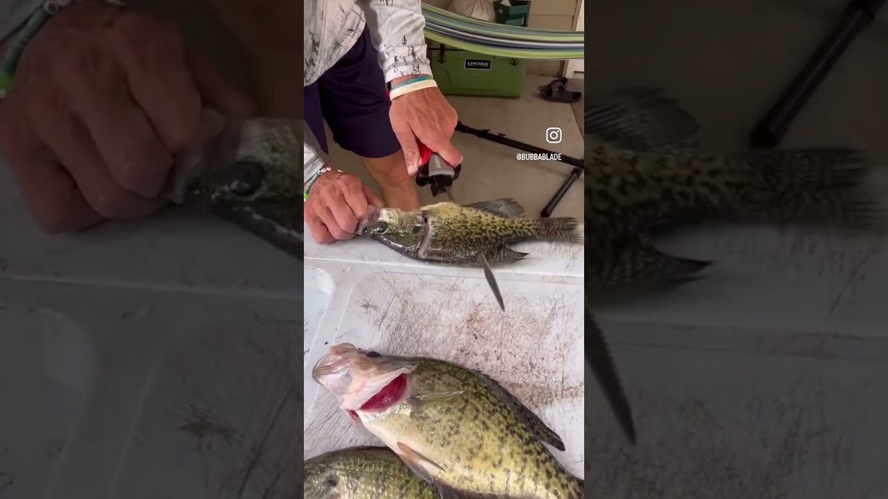 Cleaning crappie with the BUBBA Pro Series Electric Filet Knife #Shorts