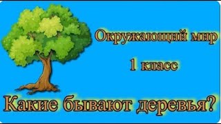 🌿 «Деревья вокруг нас! Урок о лиственных и хвойных для 1 класса» Какие бывают деревья