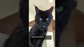 2023 Cat Video Compilation 😂 | Cute Maine Coons | TikTok by SlowBlink Maine Coons 302 views 8 months ago 1 minute, 29 seconds