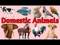 Domestic Animals || पालतू जानवरों के नाम || Names of pets || Pet animals name hindi &amp; english ||