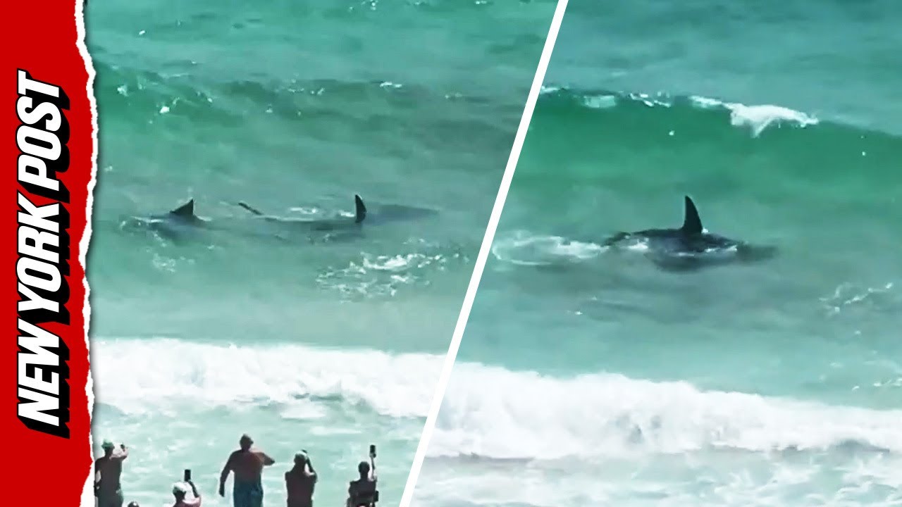 Shark VERSUS stingray on Panama City beach in Florida