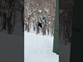 Rusutsu Japan Backflip #snowboarding