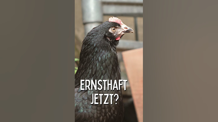 Neues Huhn wird gemobbt von den anderen Hühnern! #shorts