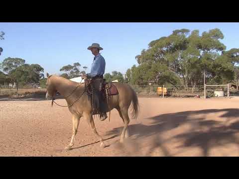 Posture Position and Balance Free Horse Riding Lessons with Steve Halfpenny