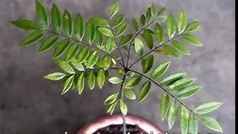 Cây Mật nhân chữa bệnh gì, Rễ Mật nhân mua ở đâu