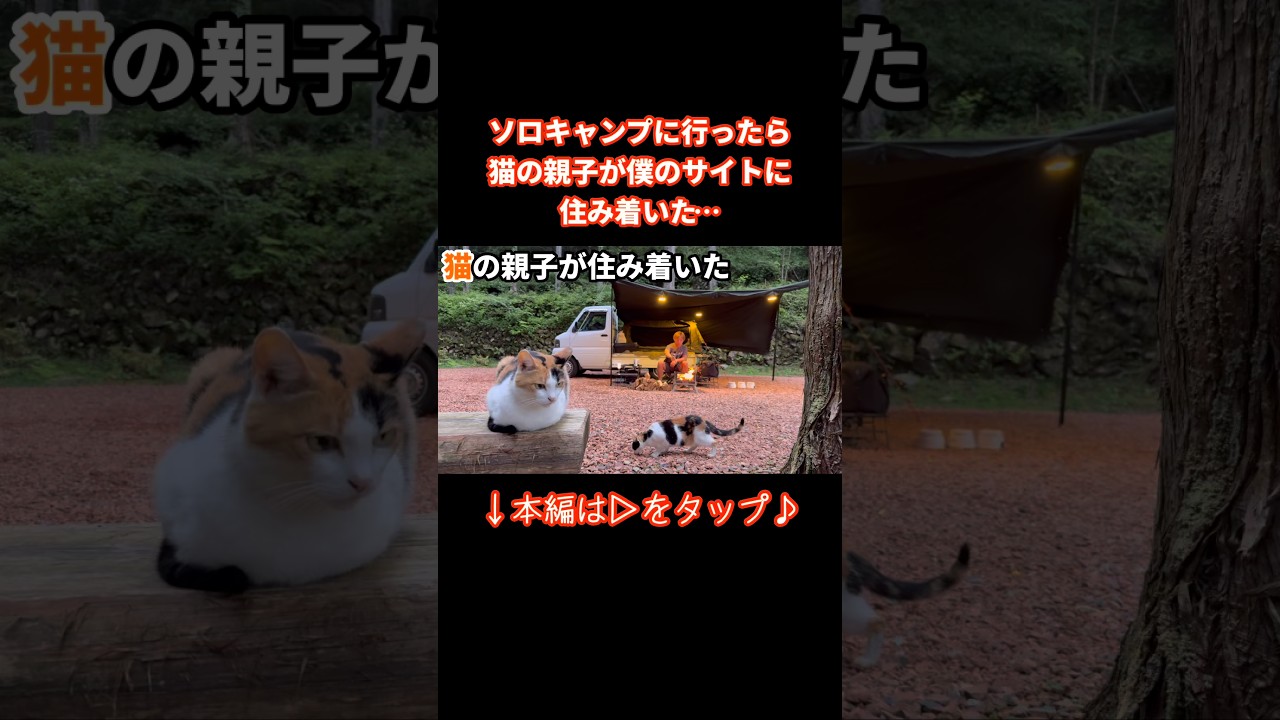 ソロキャンプに行ったら猫の親子が僕のサイトに住み着いた。【保護猫】 #保護猫 #猫好き #三毛猫 #キャンプ