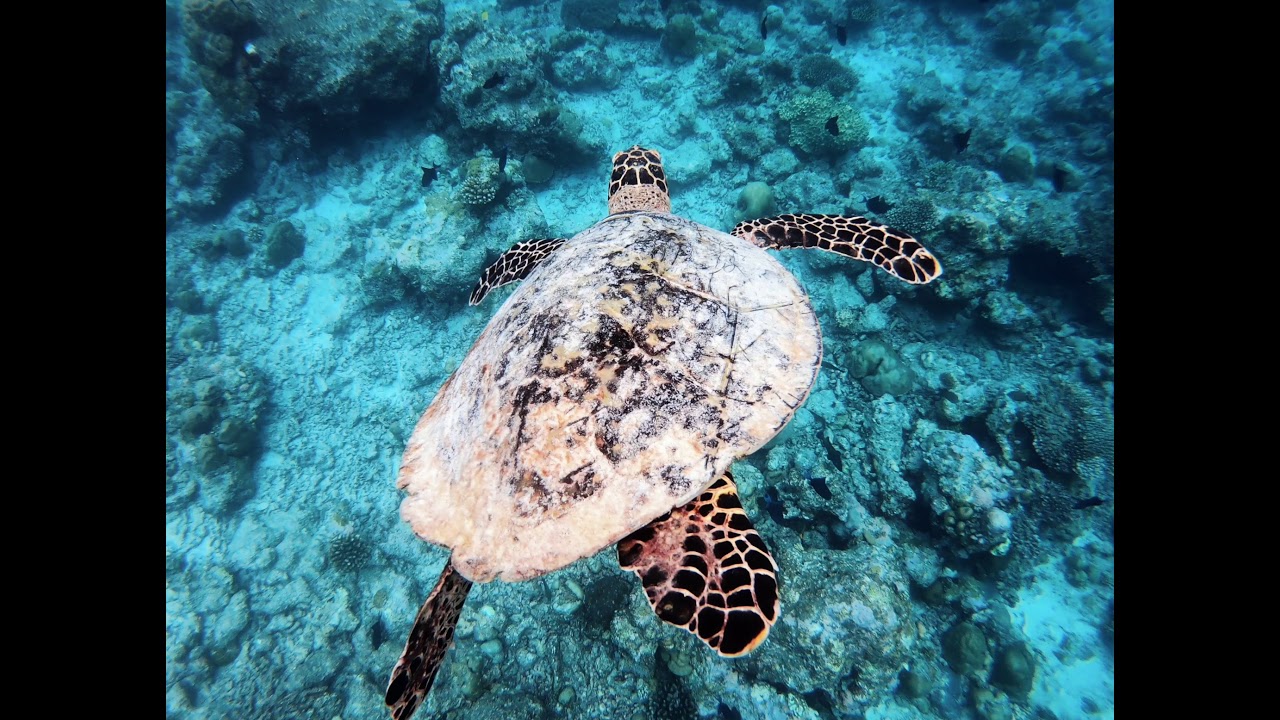 Cruising Hawksbill Turtle | 4K Wildlife Footage