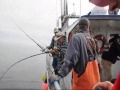 Fish Finder ... Kodiak Fish Report