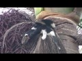 Trumpeter Hornbill (Bycanistes bucinator)