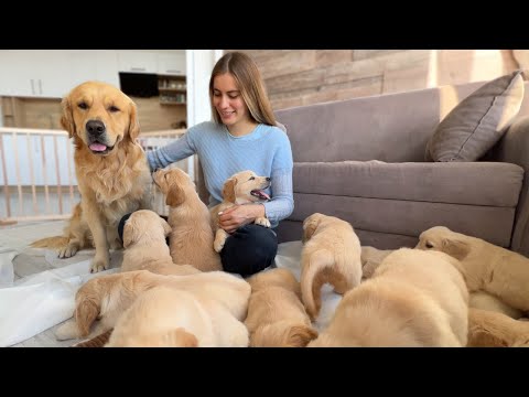 Golden Retriever Dad Meets His Puppies For The First Time