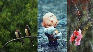 Rain wallpapers and whatsApp Dp images