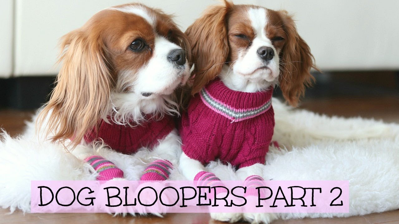Dog Bloopers | Herky & Milton outtakes Part 2 | Cavalier King Charles Spaniel