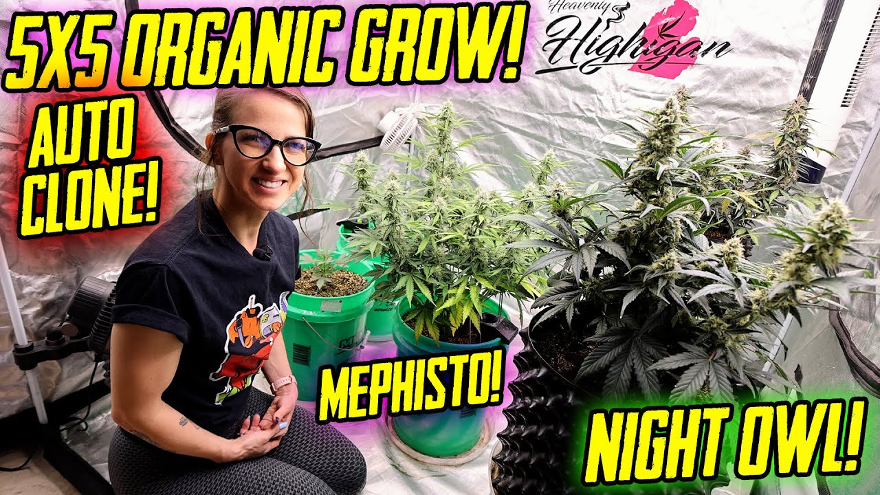 Night Owl, Mephisto, Organic Autoflowers, 5x5, Viparspectra KS5000