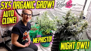 Night Owl, Mephisto, Organic Autoflowers, 5x5, Viparspectra KS5000