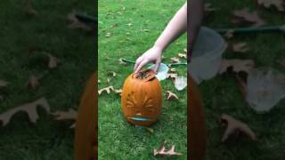 Pumpkin fail