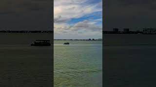 Dolphins of Boca Ciega Bay, St. Petersburg FL — June 17th, 2026 #shorts