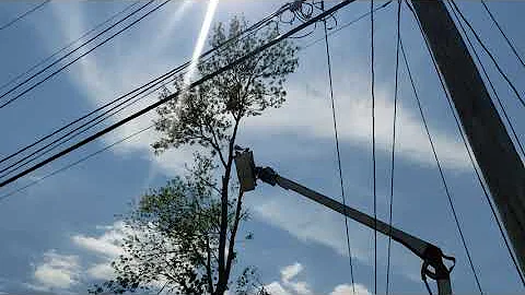 L & S Tree Service 219.716.3413 w/ Nick Caniglia