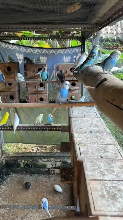 ternak parkit mudal dikit, hasil pelimpah